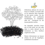 Schleierkraut Samen - Gypsophilia paniculata - HappySeed