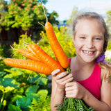 5m Saatband mit Karotten Samen - Nantaise 2 - Daucus carota - HappySeed