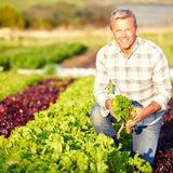 5m Saatband mit Salat Mix Samen - Lactuca sativa var. crispa - HappySeed