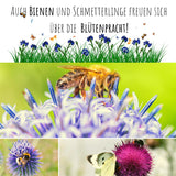 Kugeldistel Samen - Echinops ritro - HappySeed