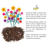 Blumensamen Balkonkasten Mischung - Farbenfroher Blumen Mix - HappySeed