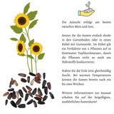 Sonnenblumen Samen - Helianthus annuus (Eklipse) - HappySeed