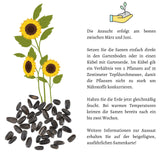 Sonnenblumen Samen - Helianthus annuus (Sonnengold) - HappySeed