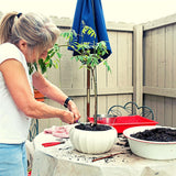 Zwerg Granatapfel Samen -Punica granatum Nana (Bonsai) - HappySeed