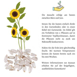Sonnenblumen Samen - Helianthus annuus (Sanfte Riesen) - HappySeed