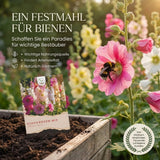Alcea rosea Saatgut in Nahaufnahme, flache Stockrosen Samen mit hoher Keimrate
