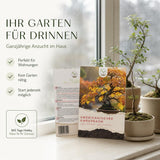 Amberbaum Bonsai in der Bonsaischale als außergewöhnliche Zimmerpflanze