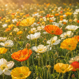 Aussaatanleitung für Islandmohn Samen mit Saattiefe, Lichtkeimung und Blütezeit