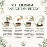 Aussaatanleitung für Schleierkraut Samen mit Saattiefe, Pflanzabstand und Blütezeit