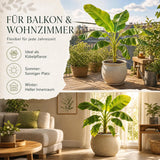 Bananenpflanze mit großen, überhängenden grünen Blättern