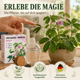 Becher-Gewächshaus des GROW2GO Pflanzsets für die Anzucht der Mimose