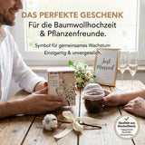 Becher-Gewächshaus des GROW2GO Sets für die Anzucht der Baumwollpflanze