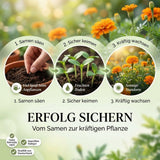Calendula officinalis Saatgut in Nahaufnahme, sichelförmige Ringelblumen Samen