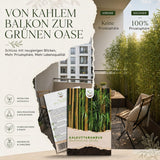 Detailaufnahme der Halme und Nodien des Dendrocalamus strictus
