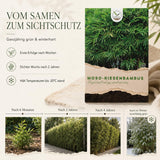 Detailaufnahme der kräftigen Halme des Phyllostachys edulis
