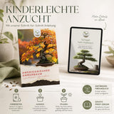 Detailaufnahme der sternförmigen Blätter des Liquidambar styraciflua
