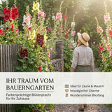 Einzelne Stockrosenblüte mit zarten, seidigen Blütenblättern in Nahaufnahme