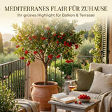 Erdbeerbaum als Kübelpflanze für Terrasse und Wintergarten