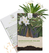 Exotisches Kakteen Samen Set von HappySeed mit Saatgut der Madagascar-Palme