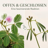 GROW2GO Mimose Pflanzset als nachhaltige Geschenkidee für Pflanzenfreunde, umweltschonend verpackt