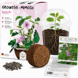 GROW2GO Mimose Starter Kit Anzuchtset mit Mini-Gewächshaus, Mimose Samen und Erde