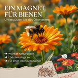 Gefüllte Blüte der Sorte Abendrot mit dunkler Blütenmitte in Nahaufnahme