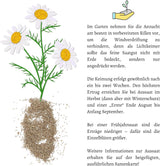 Getrocknete Kamillenblüten als vielseitige Heilpflanze für Tee und Aufgüsse