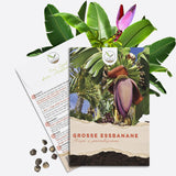 Große Essbanane Samen Musa x paradisiaca von HappySeed im umweltschonenden Samenpäckchen