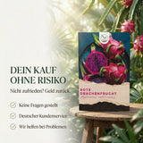 Große weiße Nachtblüte des Hylocereus costaricensis