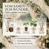 Inhalt des Baumwoll-Pflanzsets mit Gewächshaus, Saatgut, Kokos-Erdscheibe und Anleitung