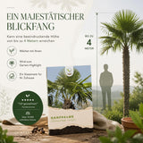 Junge Sämlinge der Hanfpalme mit ersten Keimblättern