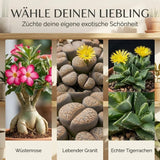 Junge Sämlinge der Wüstenrose mit beginnender Caudex-Bildung im Becher-Gewächshaus