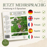 Junge Mimosa Pudica mit feinen, gefiederten Blättern aus dem Anzuchtset