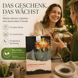 Junge Sämlinge des Lebenden Granits aus dem Sukkulenten Samen Set