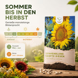 Junge Sonnenblumen Sämlinge mit kräftigen Keimblättern im Beet
