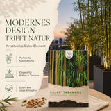 Kalkuttabambus als dekorativer Sichtschutz im Garten und auf der Terrasse