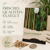 Kalkuttabambus mit kräftigen, aufrechten Halmen und dichtem Blattwerk