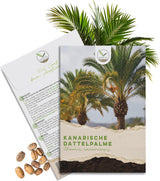 Kanarische Dattelpalme Samen Phoenix canariensis von HappySeed im umweltschonenden Samenpäckchen