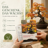 Leuchtend rote Herbstfärbung des Amberbaums, intensives Laub in Rot und Orange