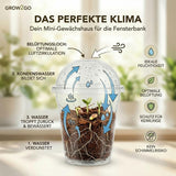 Mimosa Pudica Samen in Qualitäts-Saatgut mit hoher Keimrate und Keimgarantie
