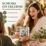 Mimose Sämlinge im Becher-Gewächshaus, erste Keimlinge nach 1 bis 2 Wochen