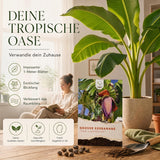 Musa paradisiaca Saatgut in Nahaufnahme, Bananen Samen mit hoher Keimrate