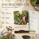 Musa paradisiaca als exotische Kübelpflanze für Indoor und Outdoor
