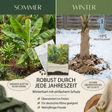 Musa sikkimensis mit großen Blättern und rötlicher Blattmittelrippe