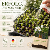 Pachypodium lamerei Saatgut in Nahaufnahme, Sukkulenten Samen mit hoher Keimrate