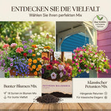 Petunien mit trichterförmigen Blüten in Violett, Pink und Weiß
