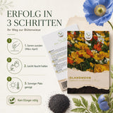 Pflanzenprofil Islandmohn mit sonnigem Standort, winterhart und Wuchshöhe bis 40 cm