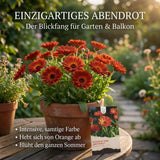 Pflanzenprofil Ringelblume Abendrot mit sonnigem Standort und Wuchshöhe von 30 bis 60 cm