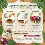 Pflanzenprofil Petunien mit sonnigem Standort, überhängendem Wuchs und langer Blütezeit