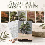 Pinien Bonsai in der Bonsaischale als außergewöhnliche Zimmerpflanze